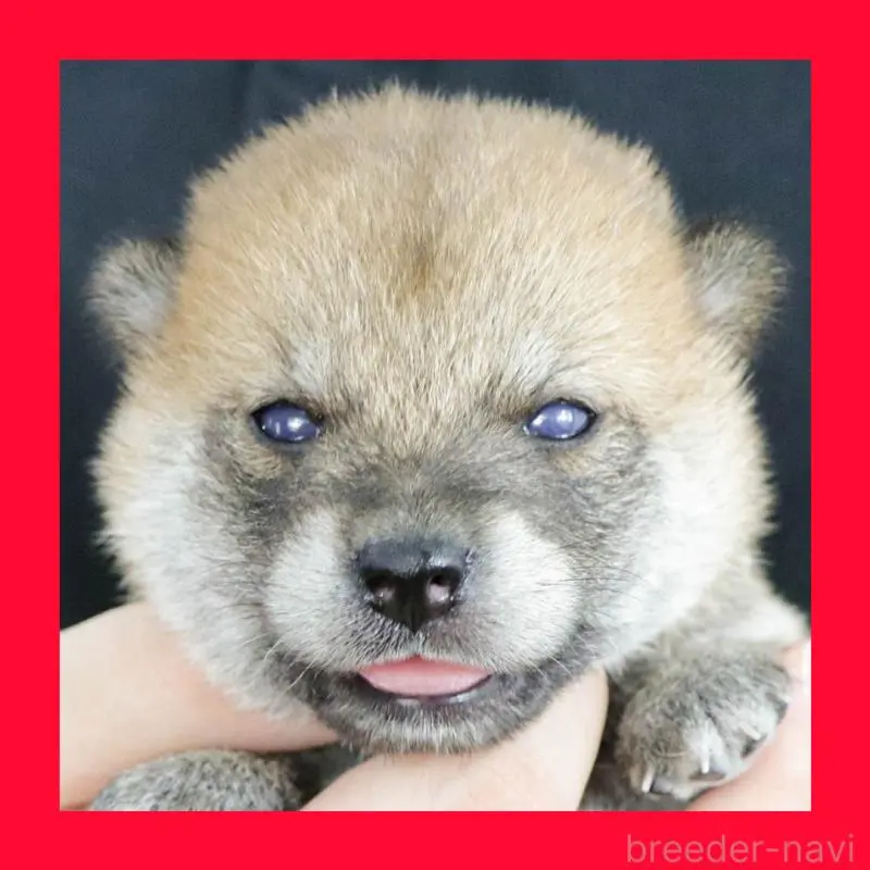 販売中の愛知県の柴犬-408843の1枚目